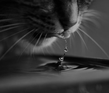 fontaine eau pour chat