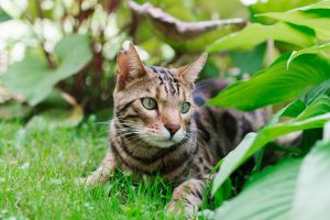 chat du bengale aux yeux vert installé dans un jardin