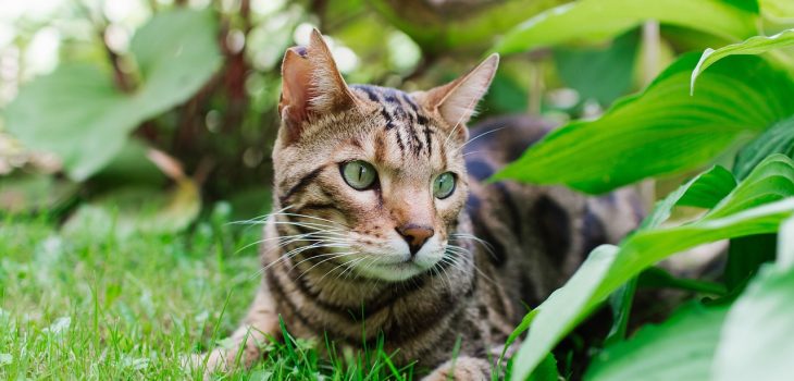 chat du bengale aux yeux vert installé dans un jardin