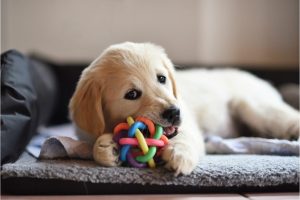 jouets pour chien